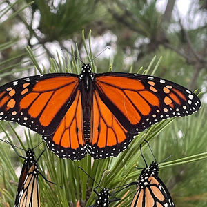 Meet your Posher, Brooke